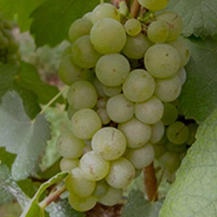 ソーヴィニヨン・ブラン